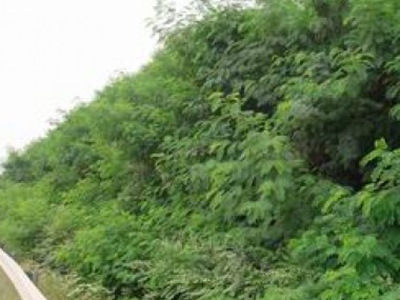 甘肅隴南道路邊坡植被恢復(fù)項目 甘肅隴南道路邊坡植被恢復(fù)項目 - 安平縣佰泰金屬絲網(wǎng)制品有限公司